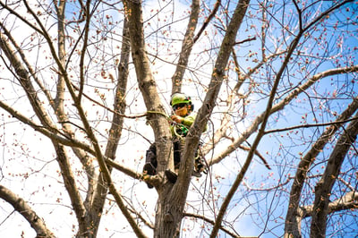 tree care crew climber pruning 3
