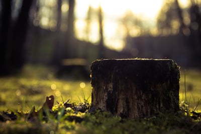 stump-gf9a6b3df7_1920
